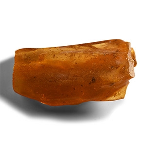 Natural History - Polished Copal with Insects