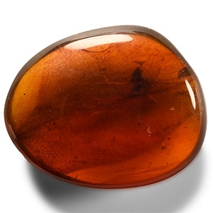 Natural History - Insect in Baltic Amber