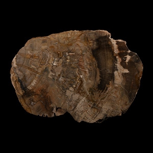 Natural History - Fossilised Wood Slice