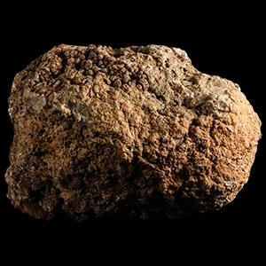 Natural History - Dinosaur Fossil Coprolite