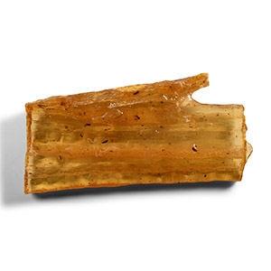 Natural History - Polished Copal with Insects