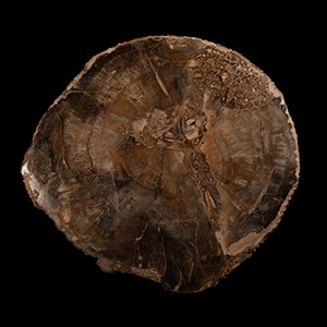 Natural History - Fossilised Wood Slice