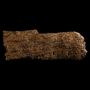 Natural History - Fossil Triceratops Dinosaur Frill Bone Section