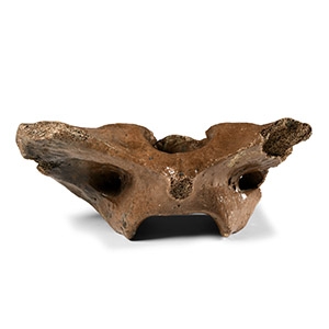 Natural History - Ice Age Bison Neck Vertebra