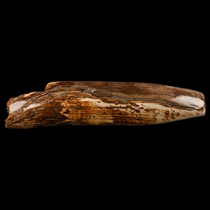 Natural History - Woolly Mammoth Tusk Section