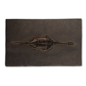 Natural History - Fossil Keichousaurus Marine Reptile Skeleton