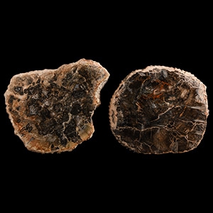 Natural History - Fossilised Wood Slice Pair