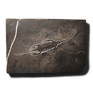 Natural History - Fossil Keichousaurus Marine Reptile Skeleton