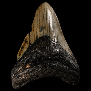 Natural History - Megalodon Giant Sharks Fossil Tooth