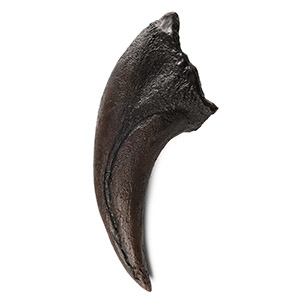 Natural History - Tyrannosaurus Rex Dinosaur Foot Claw Replica