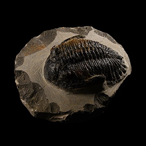 Natural History - Fossil Mesacristata Trilobite
