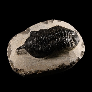 Natural History - Fossil Malladoides Trilobite