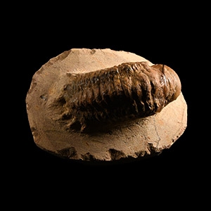 Natural History - Fossil Gibba Trilobite