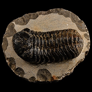 Natural History - Fossil Megalomanicus Trilobite