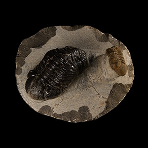 Natural History - Fossil Megalomanicus Trilobites