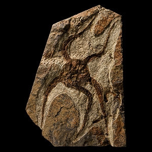 Natural History - Fossil Brittlestar