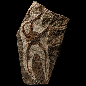 Natural History - Fossil Brittlestar