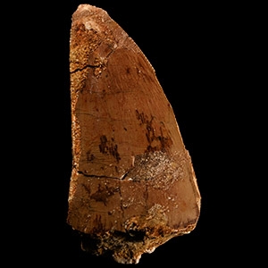 Natural History - Fossil African T-rex Dinosaur Tooth