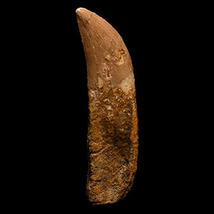 Natural History - Fossil African T-rex Dinosaur Tooth with Root