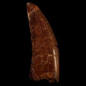Natural History - Bahariasaurus Dinosaur Fossil Tooth