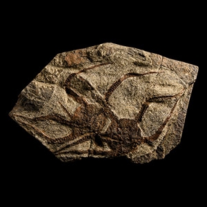 Natural History - Fossil Brittle Stars