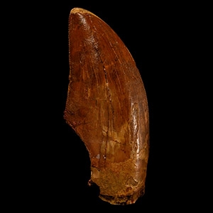 Natural History - Fossil African T-rex Dinosaur Tooth