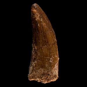 Natural History - Fossil African T-rex Dinosaur Tooth