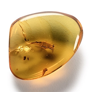 Natural History - Amber with Insect Inclusions