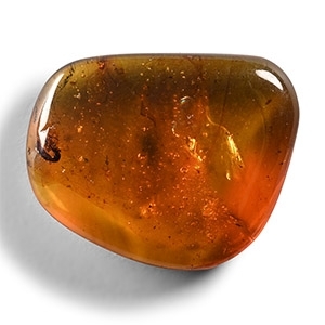 Natural History - Amber with Insect Inclusions