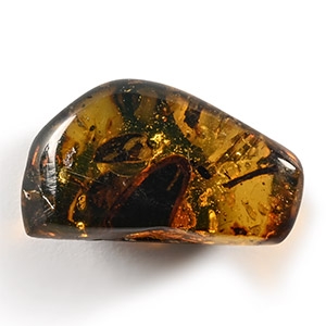 Natural History - Amber with Insect Inclusions