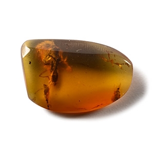 Natural History - Amber with Insect Inclusions