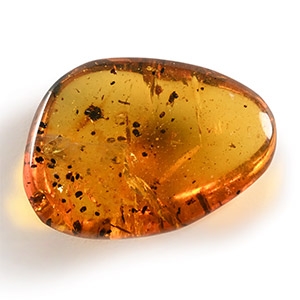 Natural History - Amber with Insect Inclusions