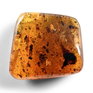 Natural History - Amber with Insect Inclusions
