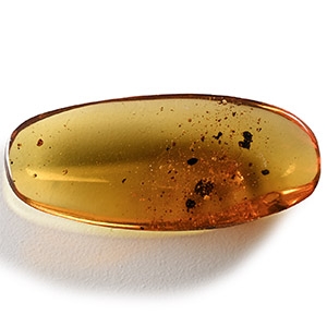 Natural History - Amber with Insect Inclusions