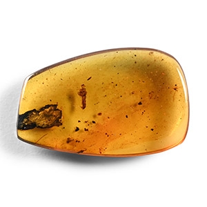 Natural History - Amber with Insect Inclusions