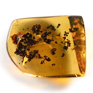 Natural History - Amber with Insect Inclusions