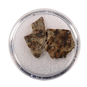 Natural History - NWA 2947 Chondrite Meteorite Slices in Gem Case