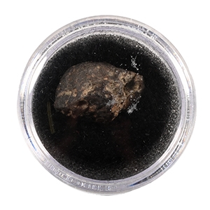 Natural History - NWA 869 L6 Chondrite Meteorite in Gem Case