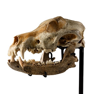 Natural History - Canis Teilhardi Wolfs Skull