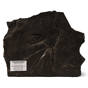 Natural History - Footprint of a Theropod Dinosaur