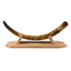 Natural History - Complete Ice Age Juvenile Mammoth Tusk