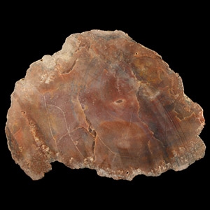 Natural History - Unpolished Cut Fossil Tree Trunk Section