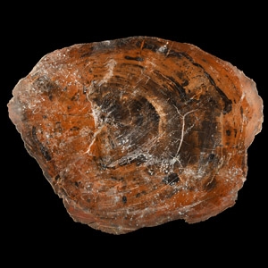 Natural History - Unpolished Cut Fossil Tree Trunk Slice