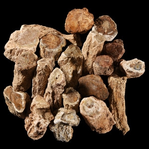 Natural History - Large Unpolished Fossil Tree Branch Section Group [20]