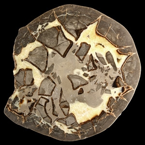 Natural History - Large Cut and Polished Septarian Egg Half