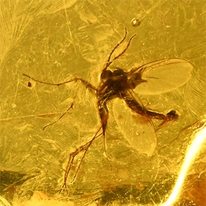 Natural History - Large Fly in Baltic Amber