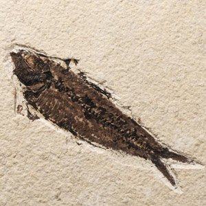Natural History - Fossil Knightia Fish and Fly in Matrix