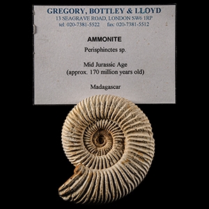 Natural History - Complete Fossil Ammonite