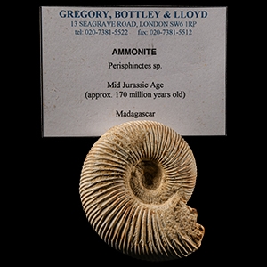 Natural History - Complete Fossil Ammonite