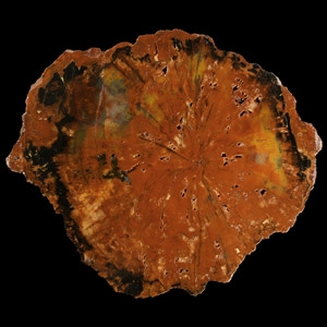 Natural History - Large Petrified Fossil Tree Trunk Slice